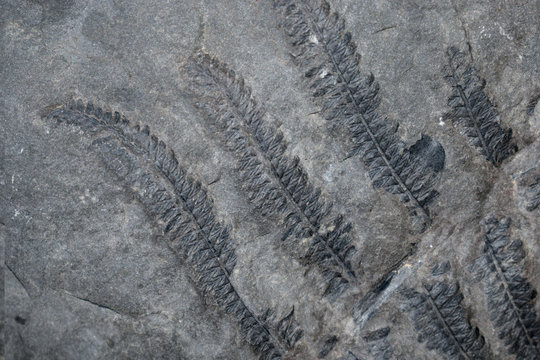 Helecho fosil sobre matriz de roca caliza