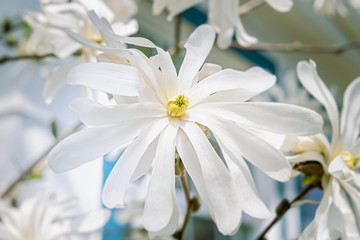 Fototapeta na wymiar Merrill Star Magnolia, a small tree or shrub in the spring garden.