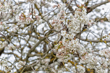 Detail of cherry blossoms