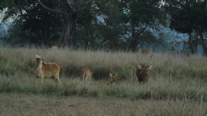 Hard Ground Swamp Deer India