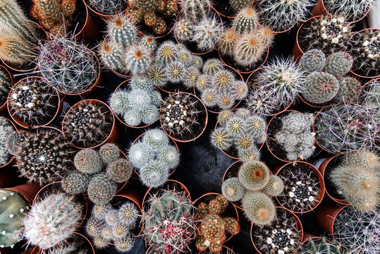 Above view of different cactuses in flower pots.