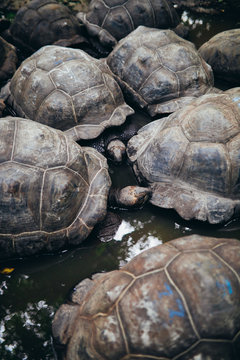 Old endemic turtles