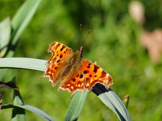 Comma butterfly 