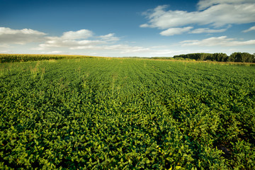 Soybean Field, agricultural landscape