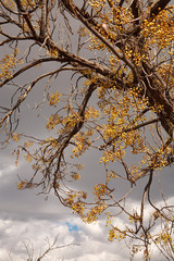 A tree stands to the clouds