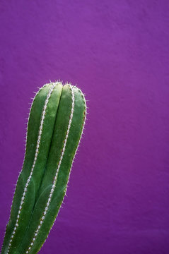 Cactus against a purple wall