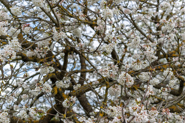 Detail of cherry blossoms
