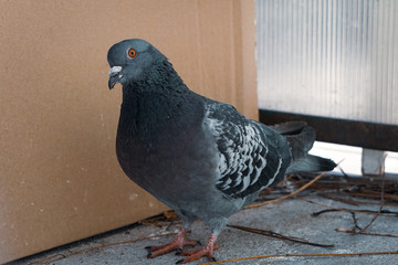 Seperate pigeon cleaning feathers and claws on the balcony during the building a fresh nest