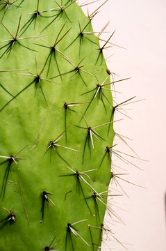 Cactus against pink wall