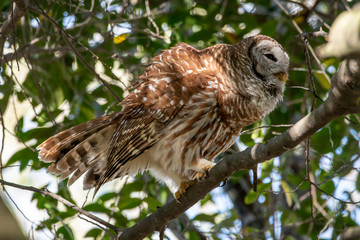 A barred owl in a tree.