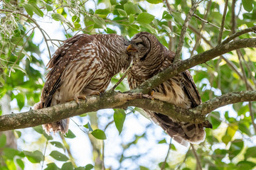 Two barred owls in a tree show affection and groom each other.