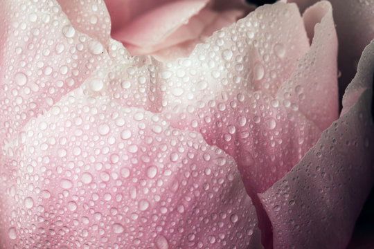 rain droplets covering a pink peony