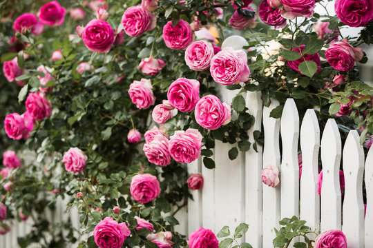 White Picket Fence Roses