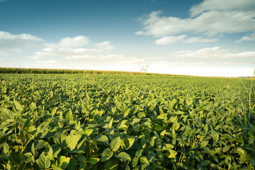 Fototapeta na wymiar field of soybeans