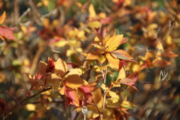 Flame shape spiraea japonica firelight