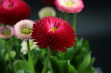 Red flower in the garden