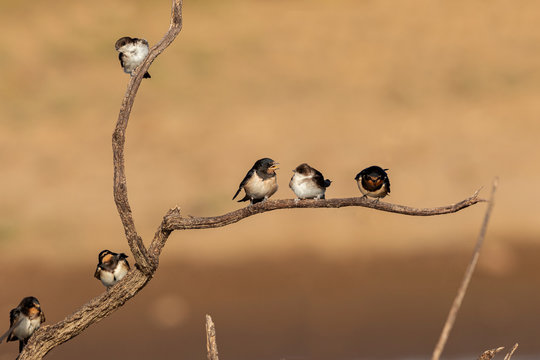 European Swallow (Hirundo rustica) and Common house martin (Delichon urbicum)