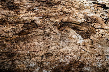 Tree Trunk Background