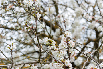 Detail of cherry blossoms