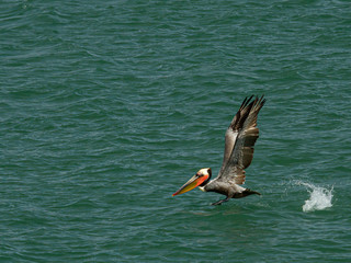 a brown pelican flies low over the ocean