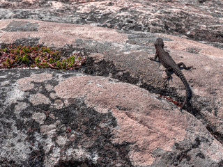 Gecko at stone wall in close up view
