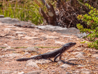 Gecko at stone wall in close up view