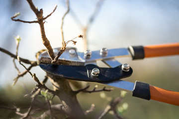 Pruning of trees with secateurs in the garden.
