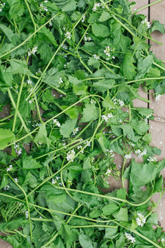 Garlic mustard greens