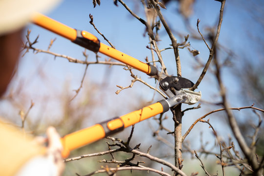 Farmer Pruning Fruit Tree, Garden Work