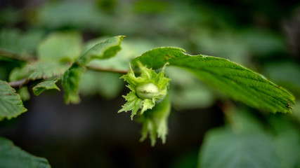 green hazelnuts on bushes