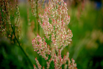 field plants on green background