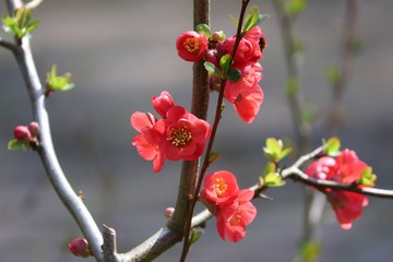 rote Blüten der Zierquitte