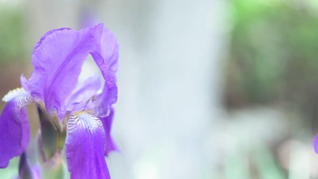 iris flowers close up on a natural green background in the garden