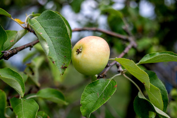 apple on tree