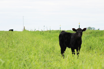 calf on meadow