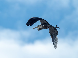 a great blue heron flies under the clouds