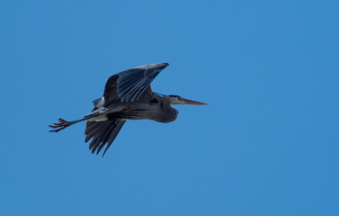 great flight of a great blue heron in blue skies
