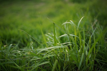 Fresh green grass grow in a spring field.