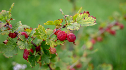Obraz premium ripe gooseberry in the bush