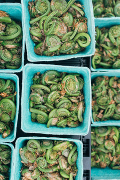 Fiddleheads
