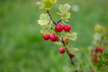 ripe gooseberry in the bush