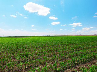 Fototapeta na wymiar Corn Field with blue sky