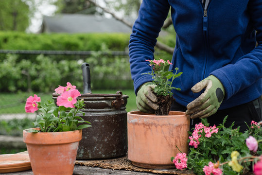 Gardener's Hands Planting Flowers