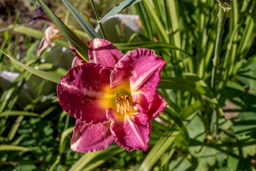 purple daylily flower in the garden