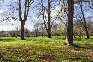 Flowering wood anemones on the ground in a park landscape in springtime in Sweden.