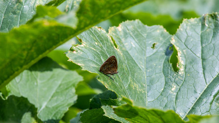 butterfly on a green leaf