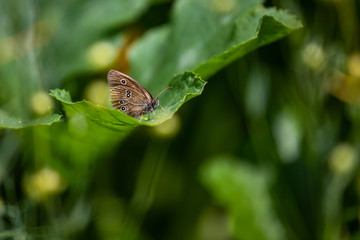 butterfly on a green leaf