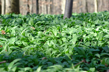 Wild garlic grows beautifully in the forest. Evening atmosphere.