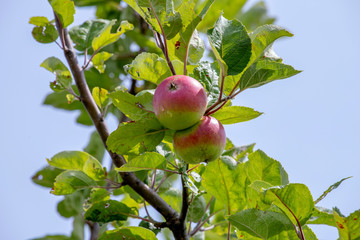 apples on tree