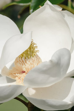 White Magnolia Bloom
